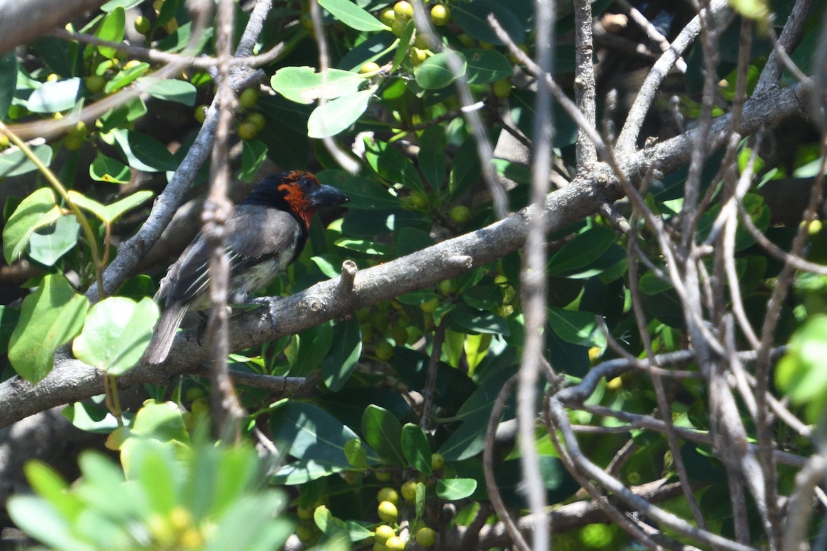 Barbudo Acollarado - ML646511459