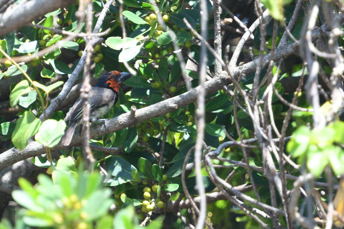 Barbudo Acollarado - ML646511460