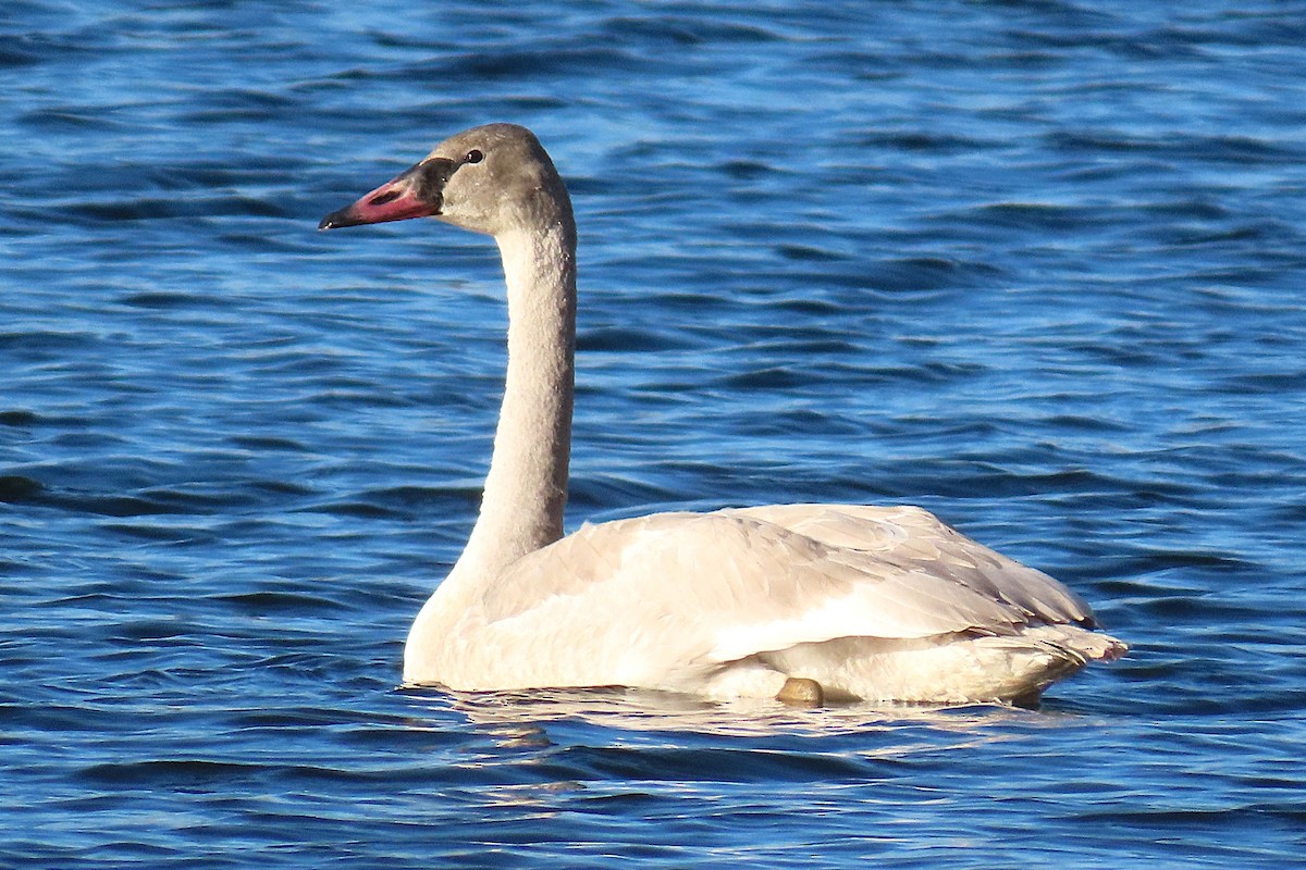 Trumpeter Swan - ML646511463