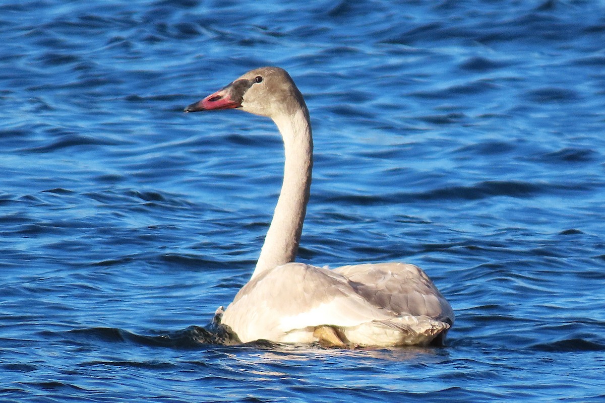 Trumpeter Swan - ML646511464