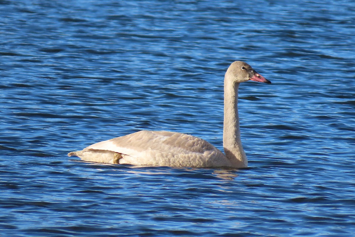 Trumpeter Swan - ML646511465