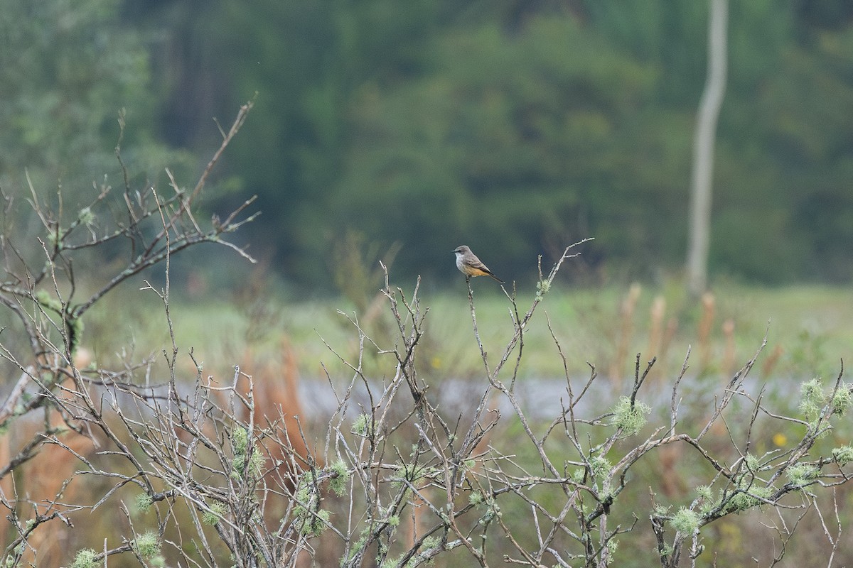 Rubintyrann - ML646511466