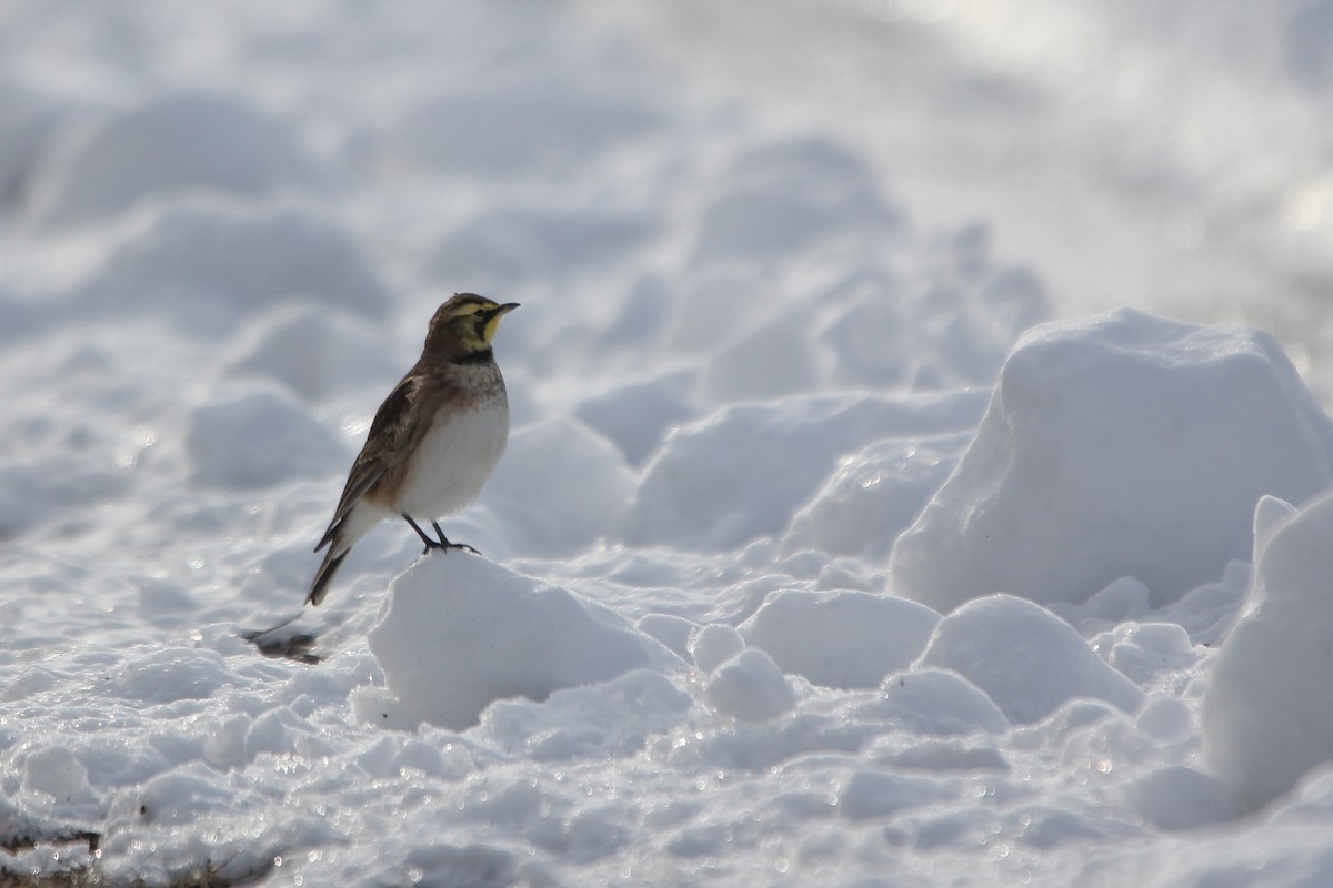 Жайворонок рогатий - ML646511467