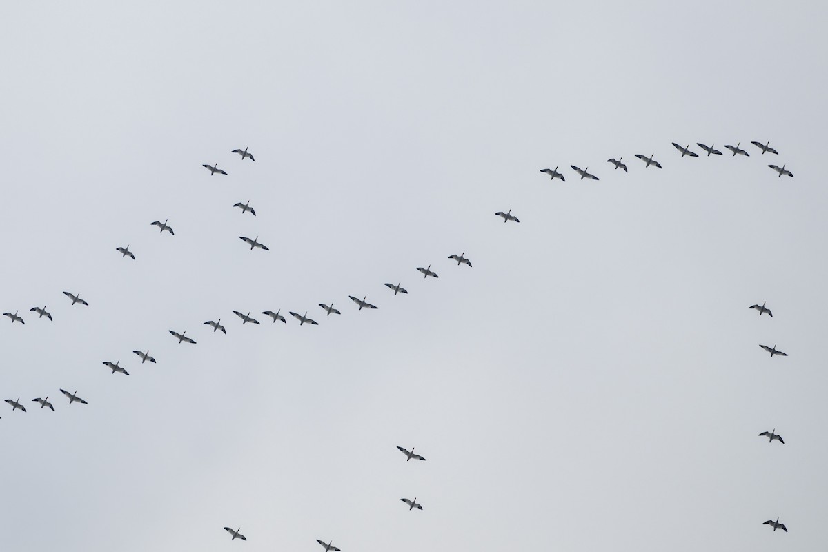 ハクガン - ML646511469