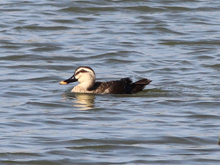 カルガモ - ML646511470