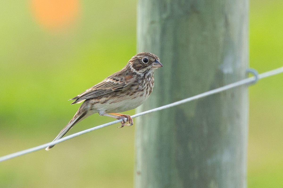 オジロヒメドリ - ML646511471