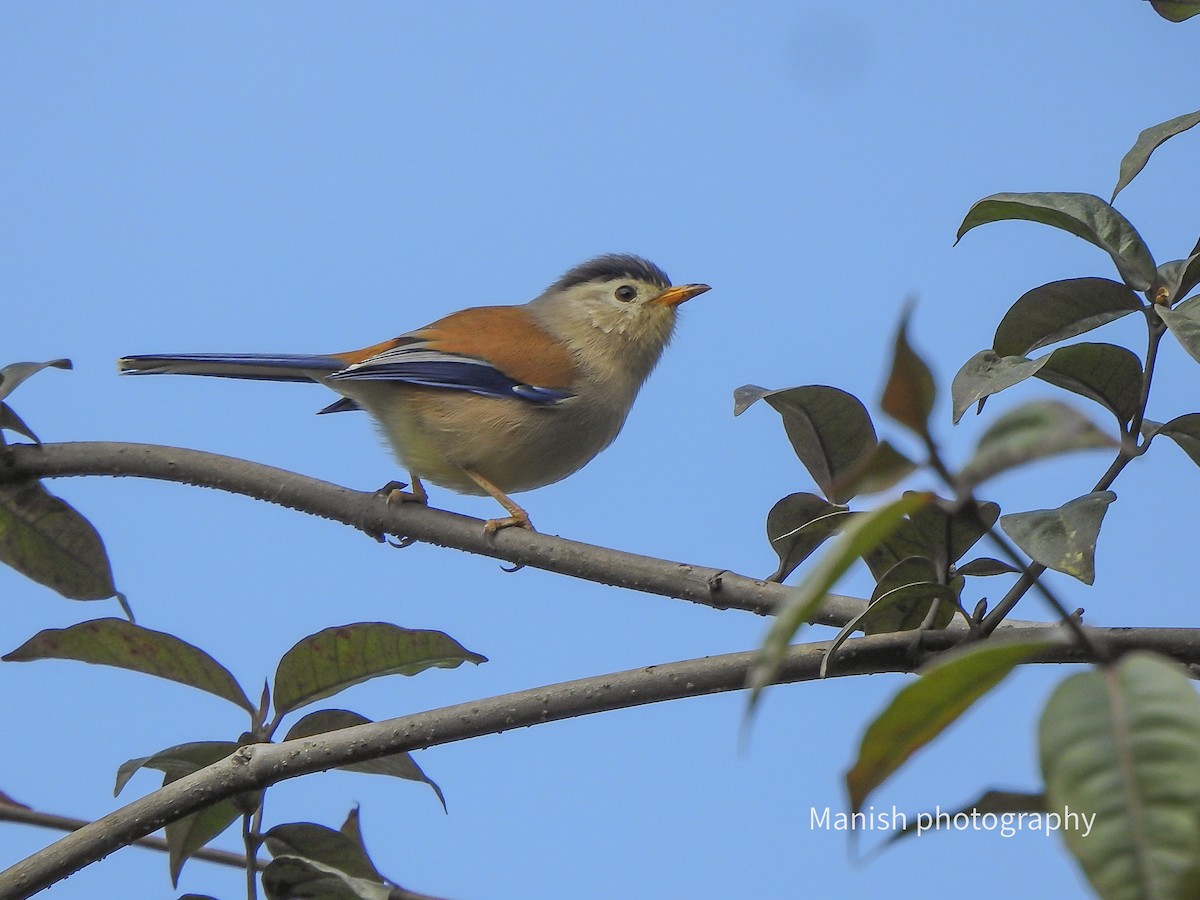 ルリハコバシチメドリ - ML646511472