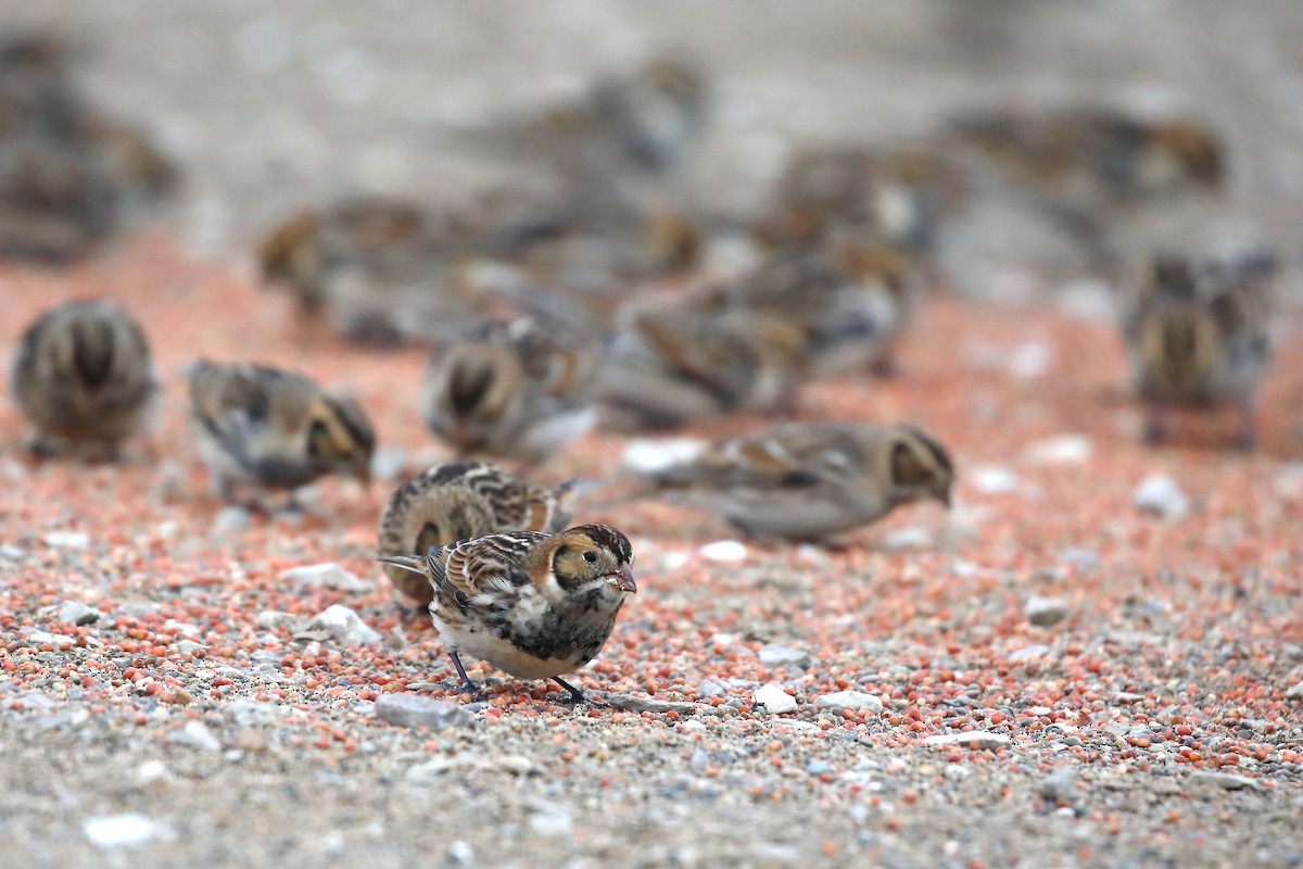 ツメナガホオジロ - ML646511473