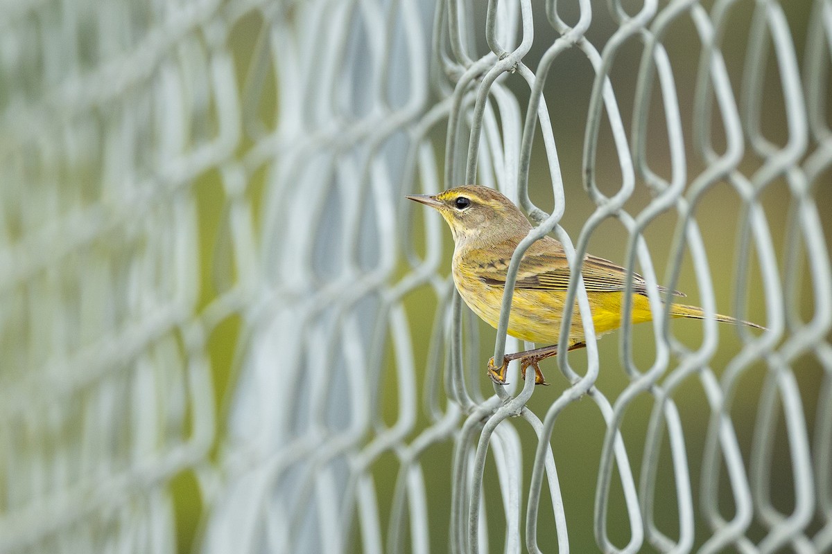 ヤシアメリカムシクイ（hypochrysea） - ML646511474