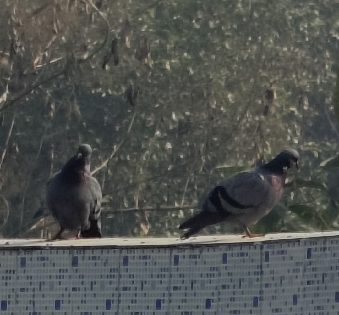 カワラバト（ドバト、家畜型） - ML646511476