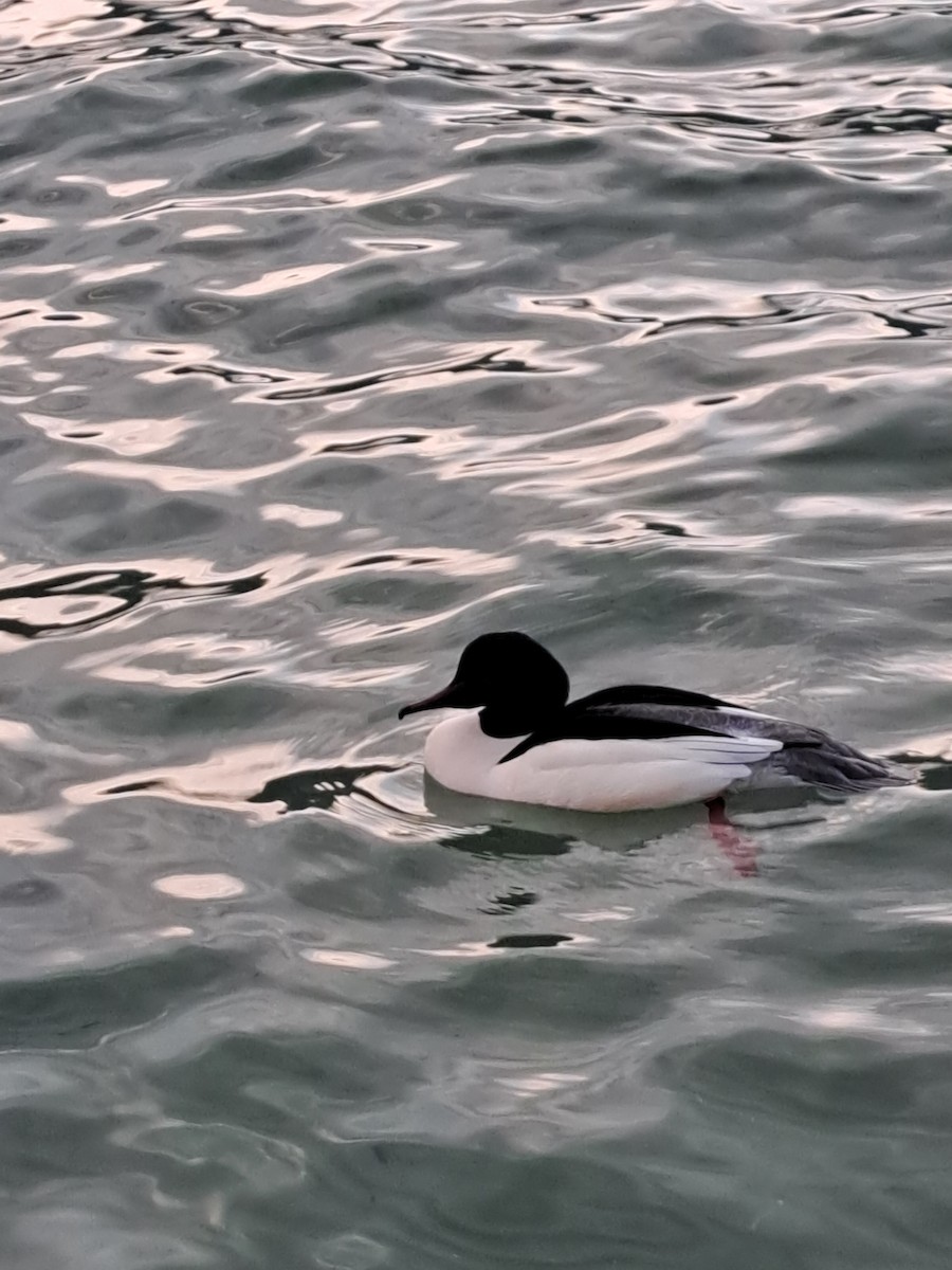 カワアイサ - ML646511478