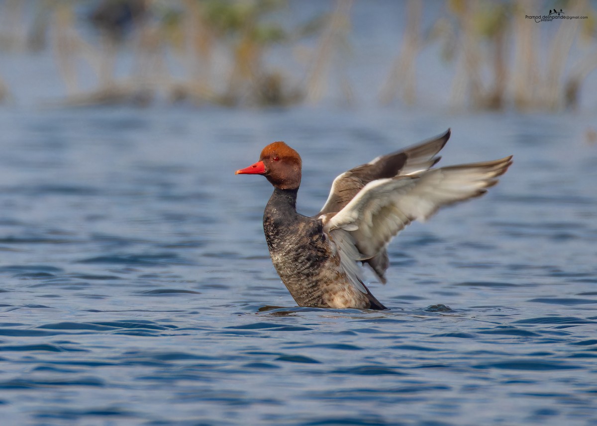 Red-crested Pochard - ML646511480