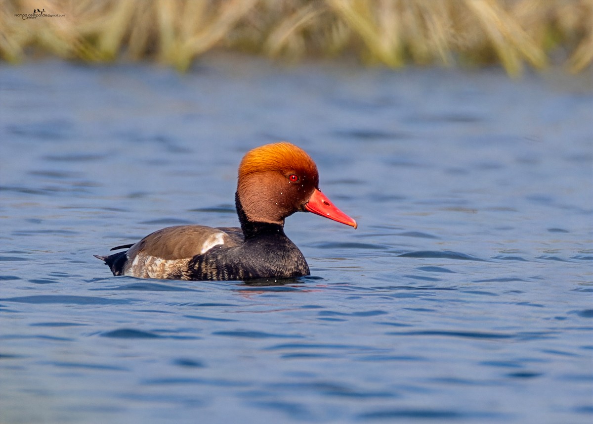 Red-crested Pochard - ML646511481