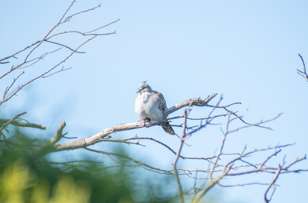 レンジャクバト - ML646511482