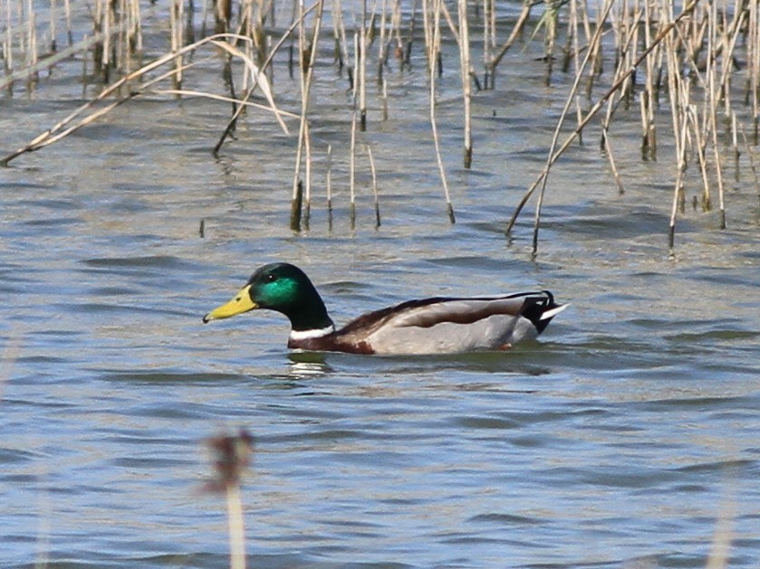 マガモ - ML646511483