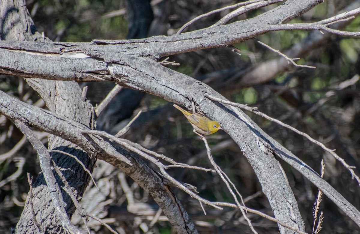 ハイムネメジロ - ML646511486