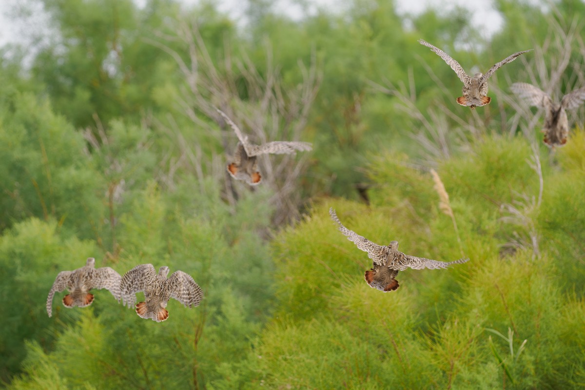 ヤマウズラ - ML646511488