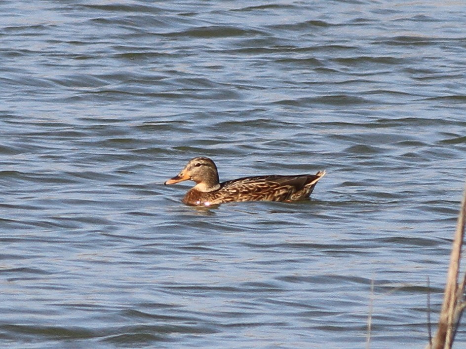 マガモ - ML646511489