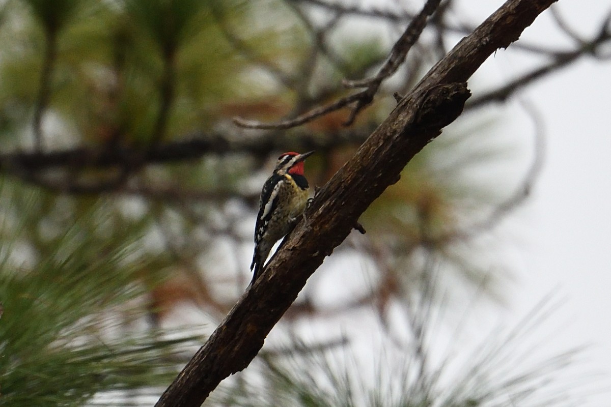 シルスイキツツキ - ML646511492