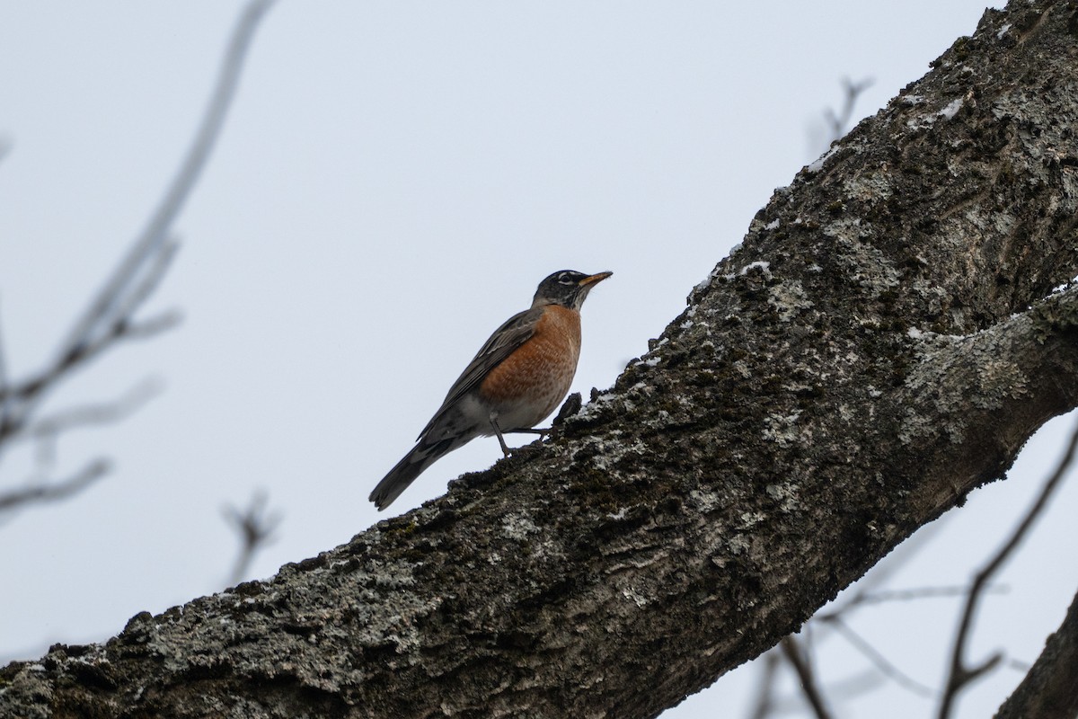 コマツグミ - ML646511497