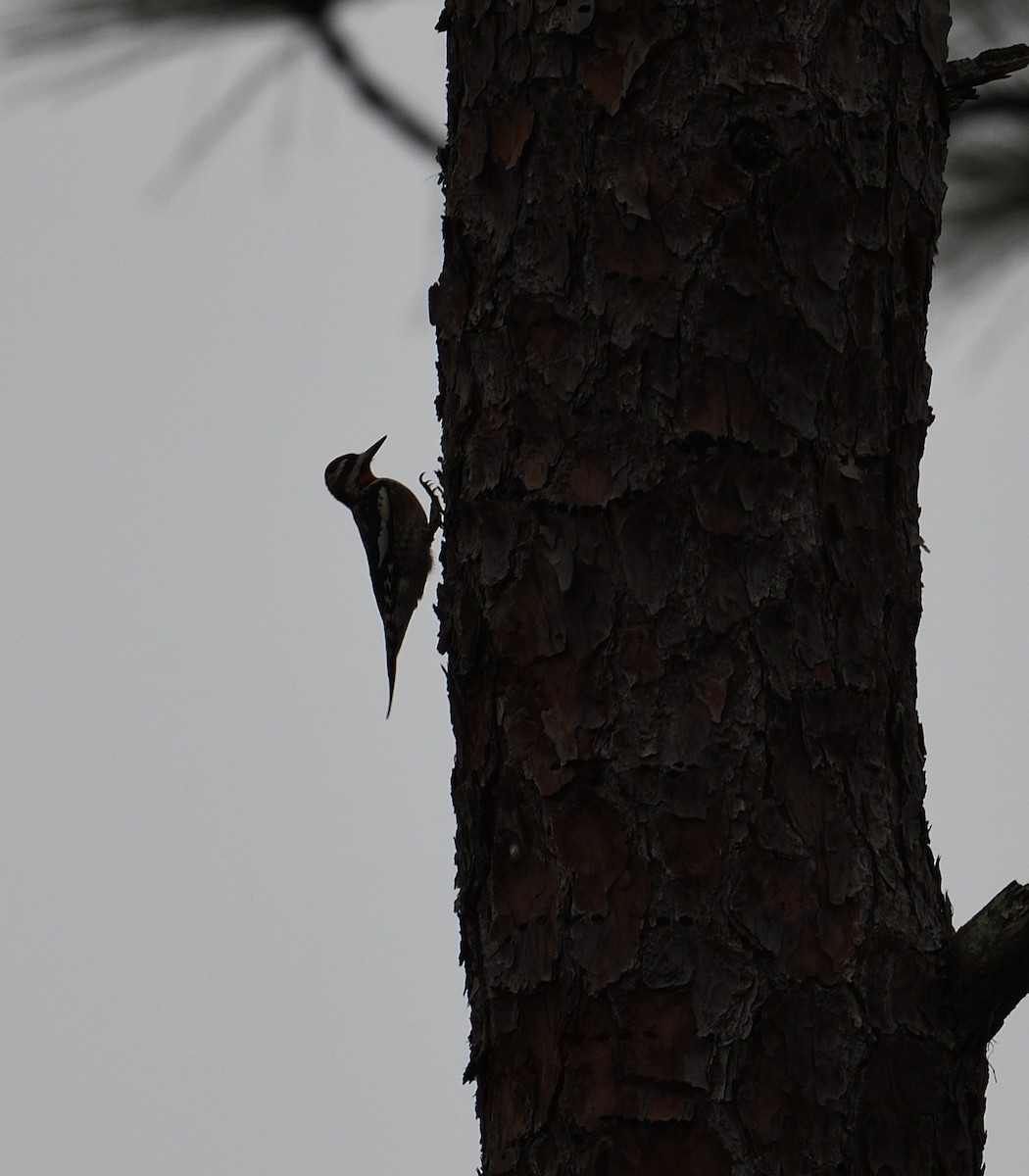 シルスイキツツキ - ML646511498