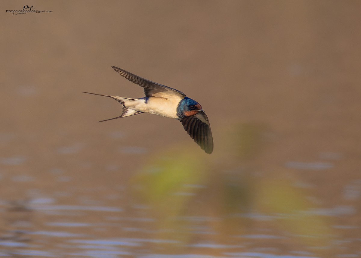 ツバメ - ML646511499