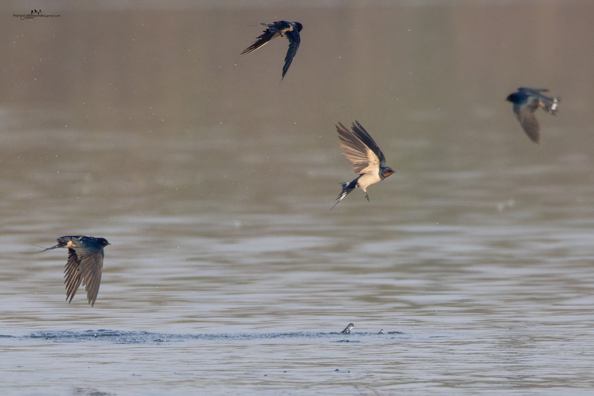 ツバメ - ML646511500