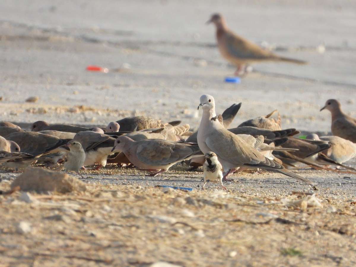 シラコバト - ML646511503