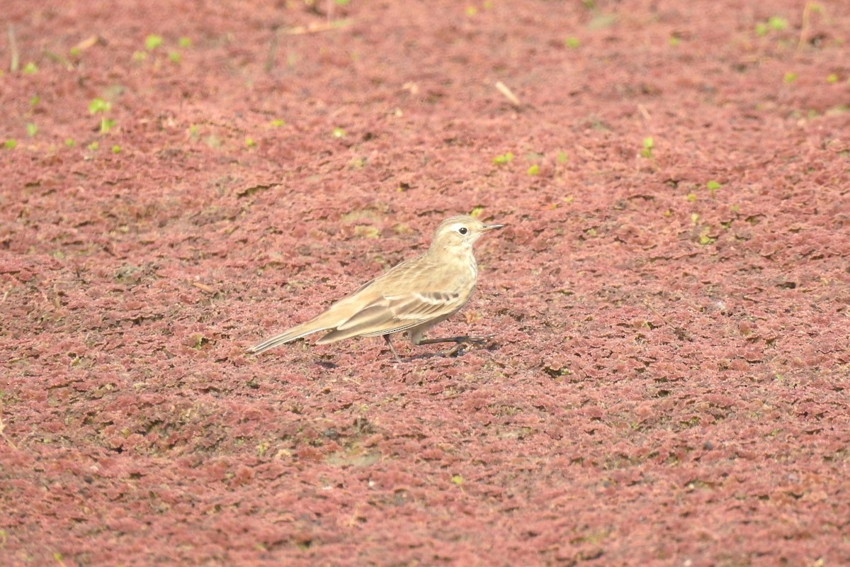 Water Pipit - ML646511504