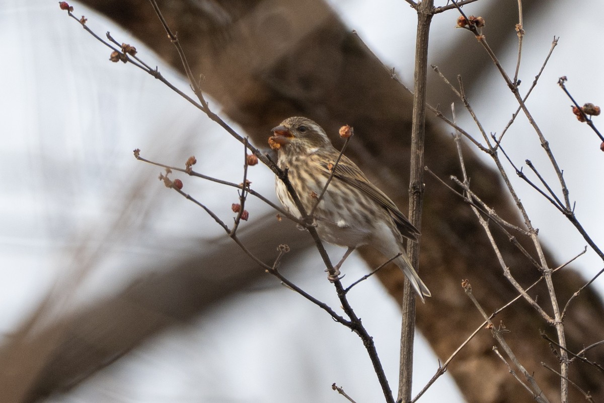 ムラサキマシコ - ML646511505