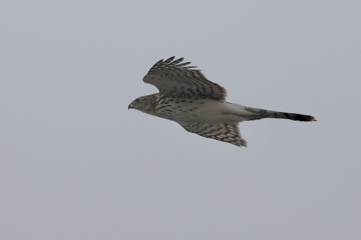 クーパーハイタカ - ML646511506