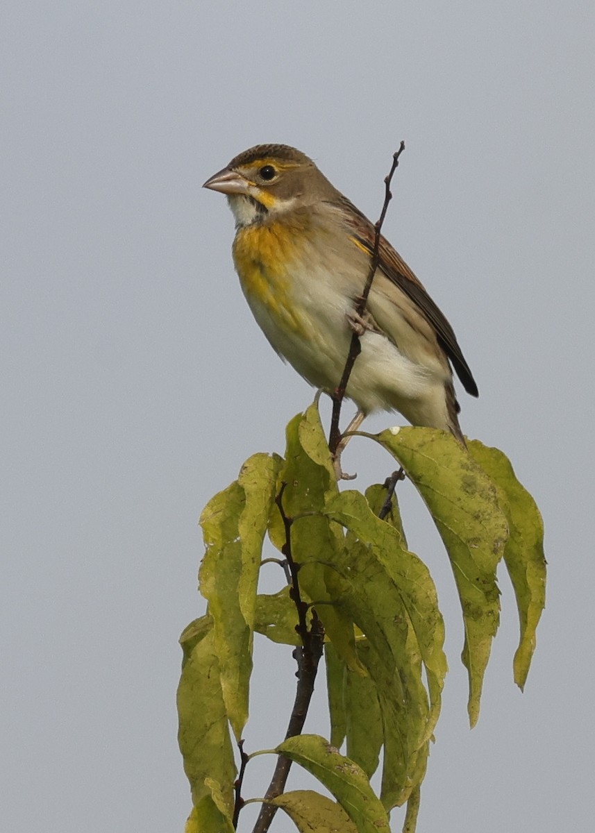 ムナグロノジコ - ML646511508