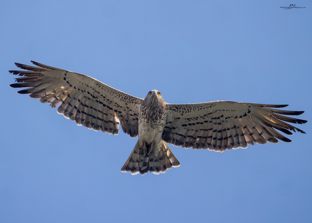 チュウヒワシ - ML646511509