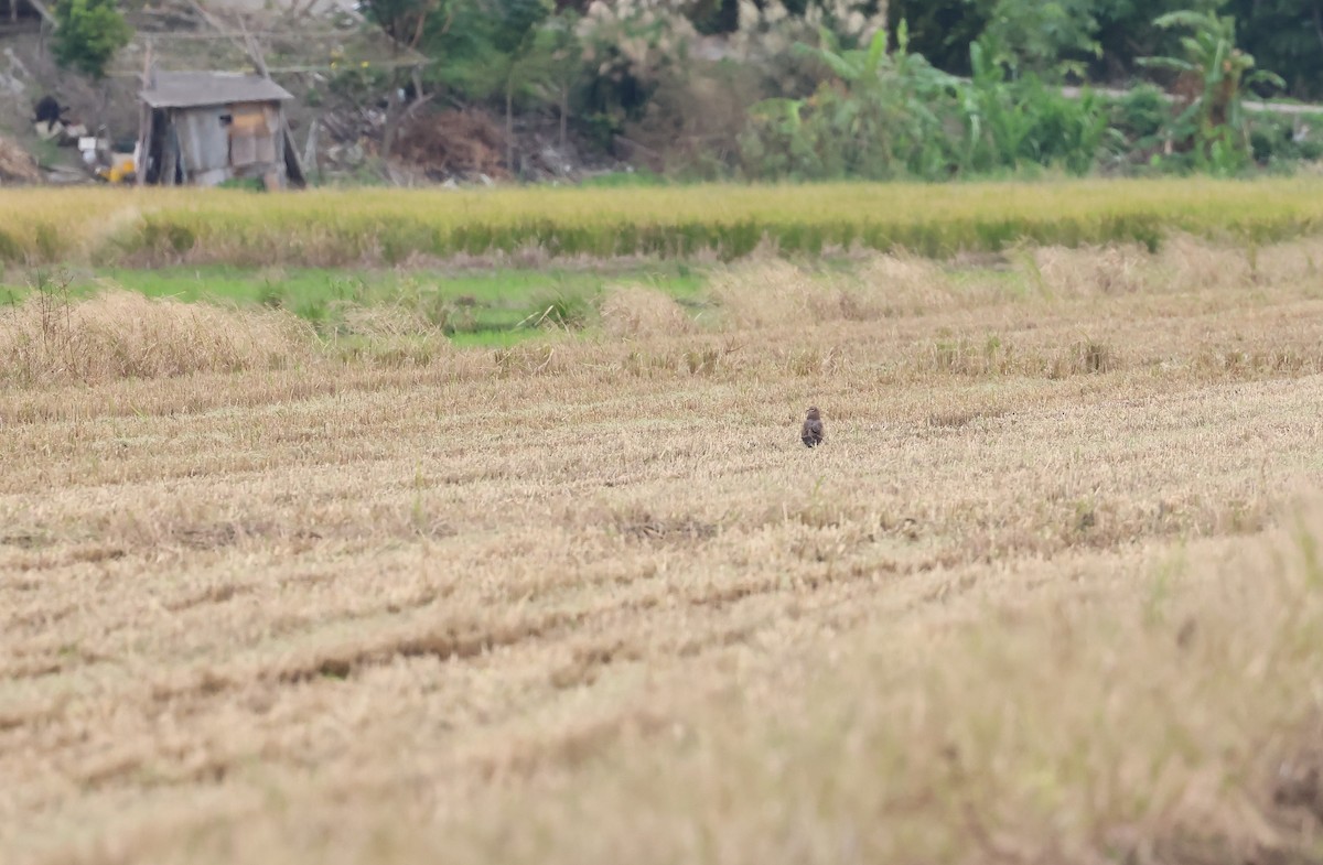 マダラチュウヒ - ML646511511