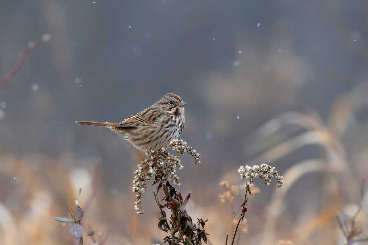 ウタスズメ - ML646511513