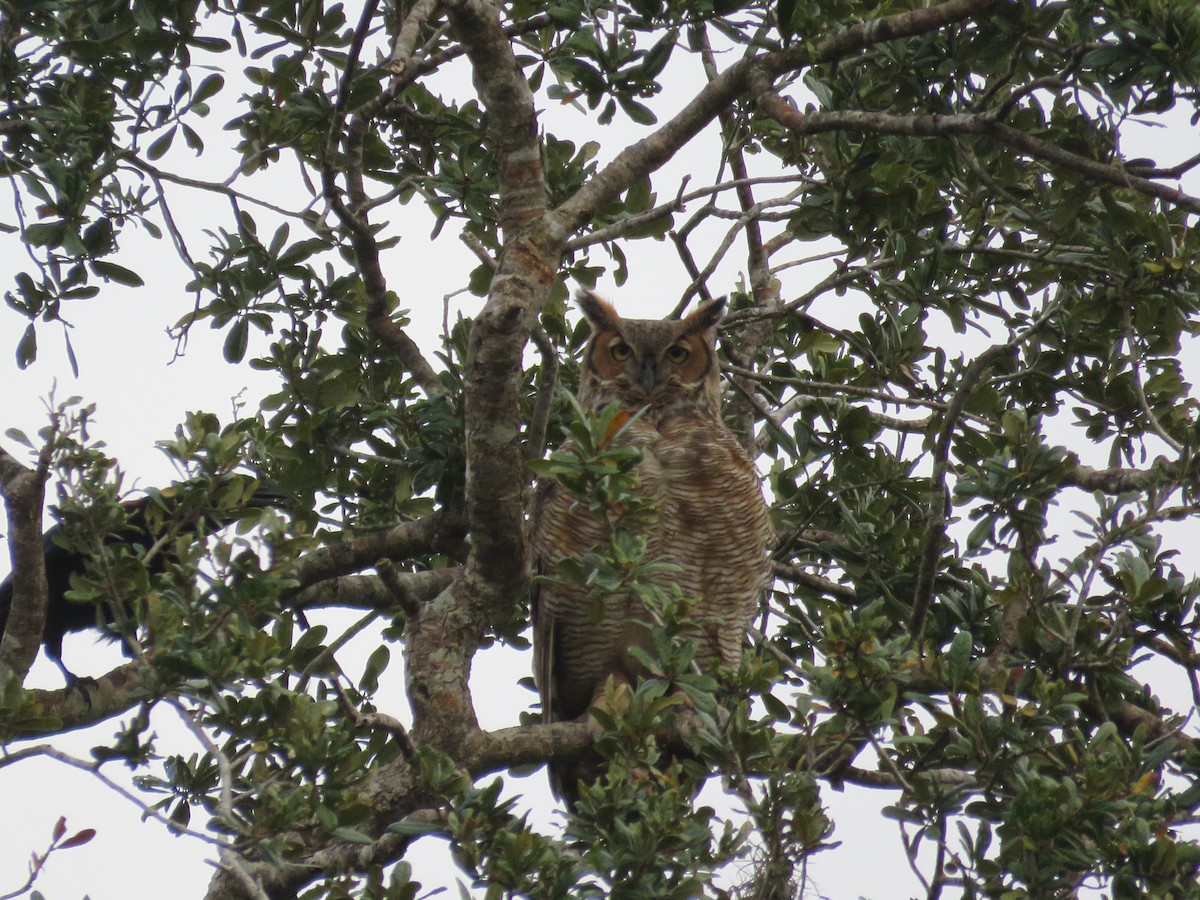Great Horned Owl - ML646511515