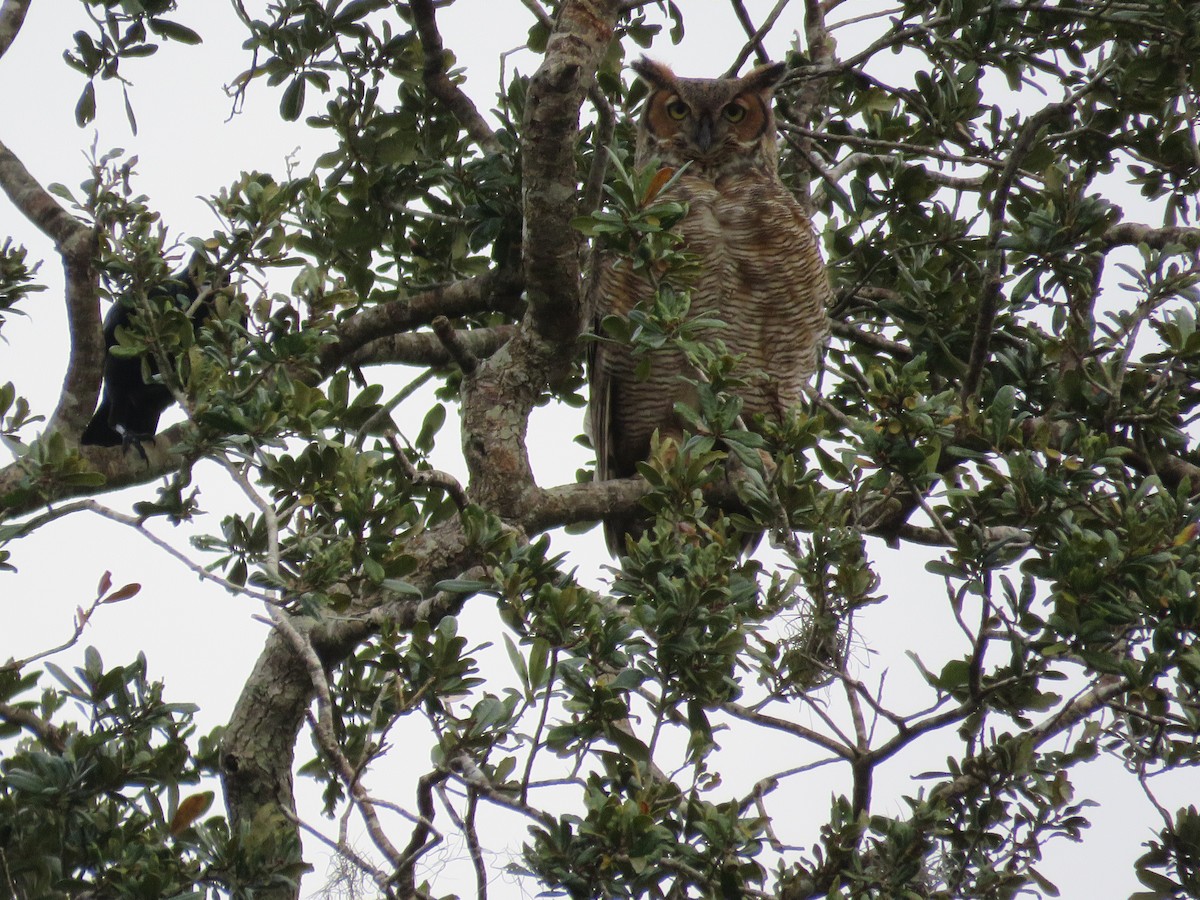 Great Horned Owl - ML646511517