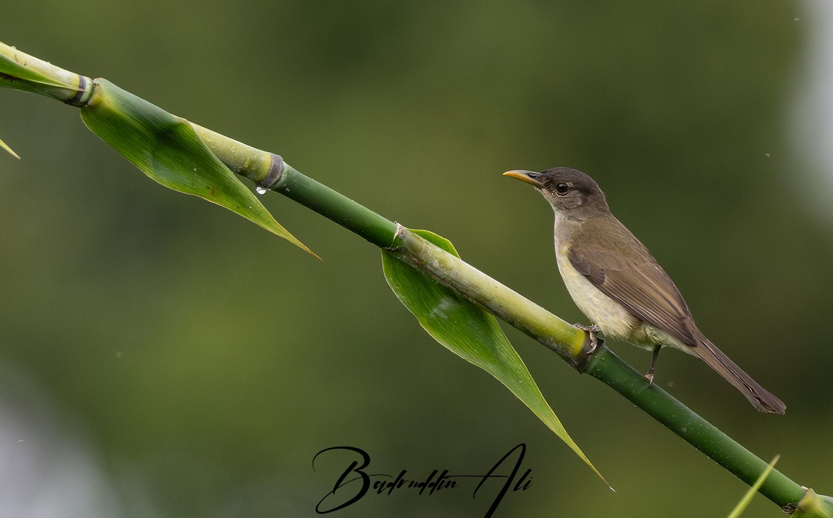 Nicobar Bulbul - ML646511518