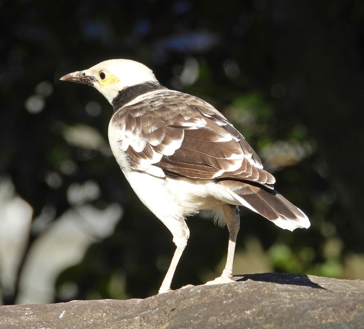 Black-collared Starling - ML646511520