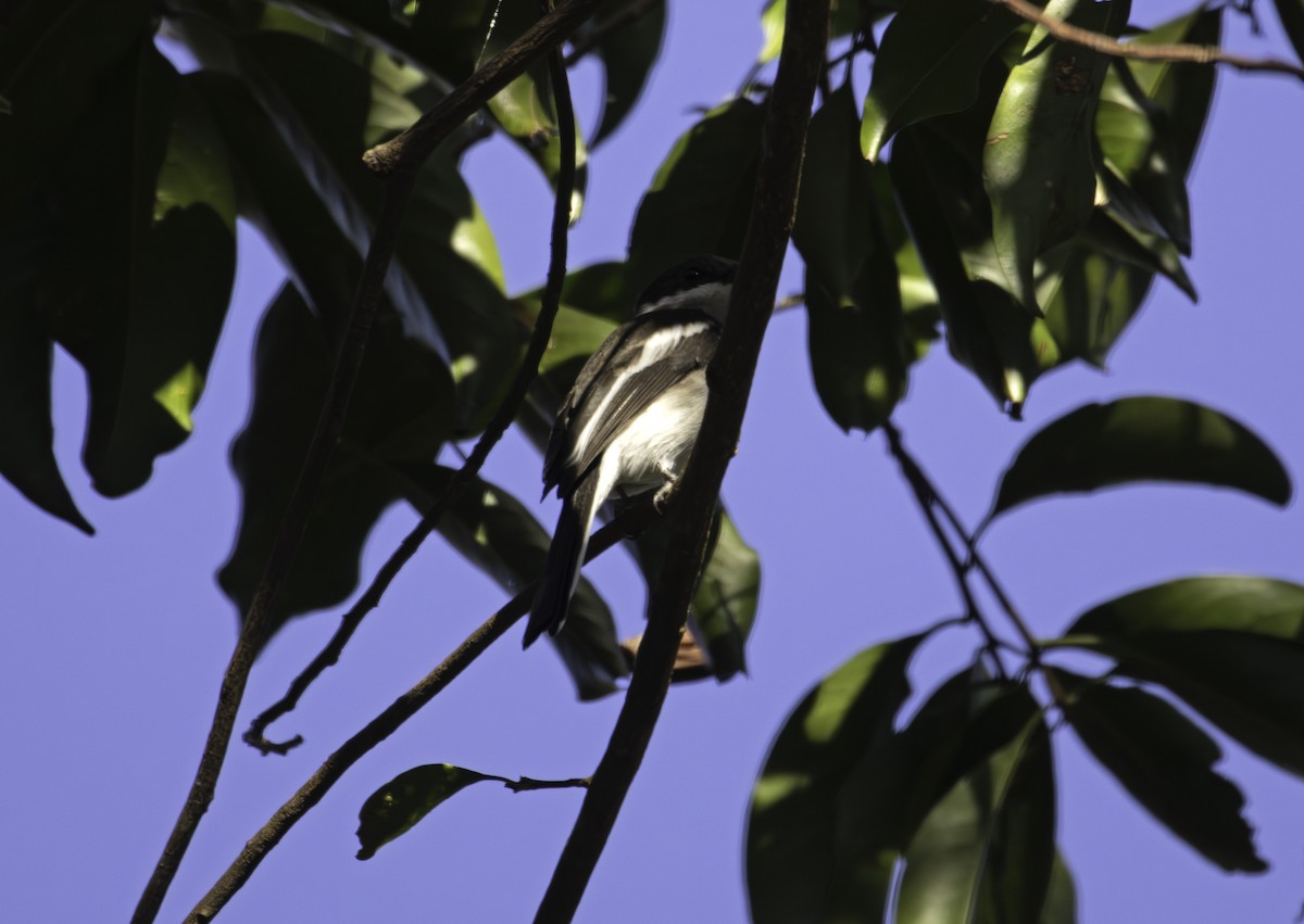 Bar-winged Flycatcher-shrike - ML646511521