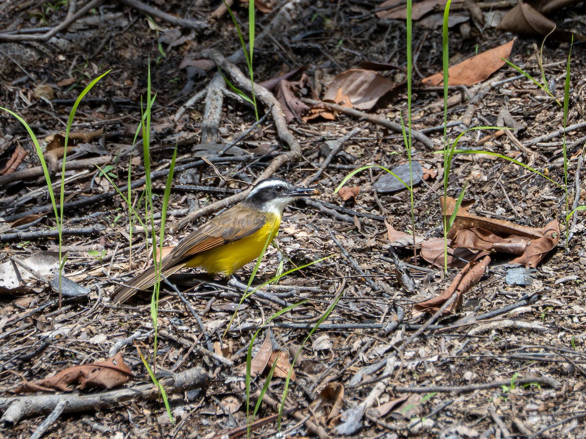 Lesser Kiskadee - ML646511524