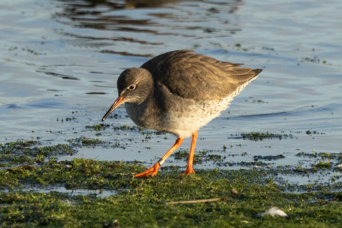 Common Redshank - ML646511525