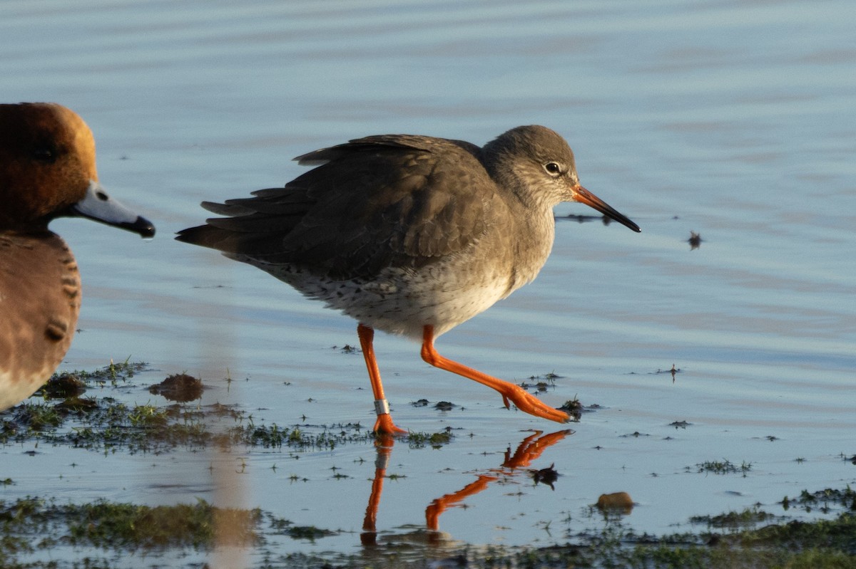 Common Redshank - ML646511526