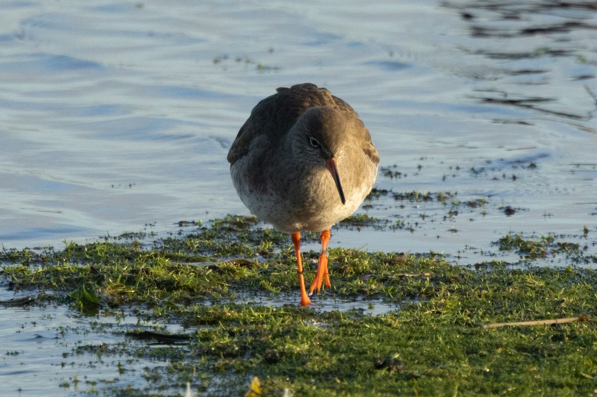 Common Redshank - ML646511527