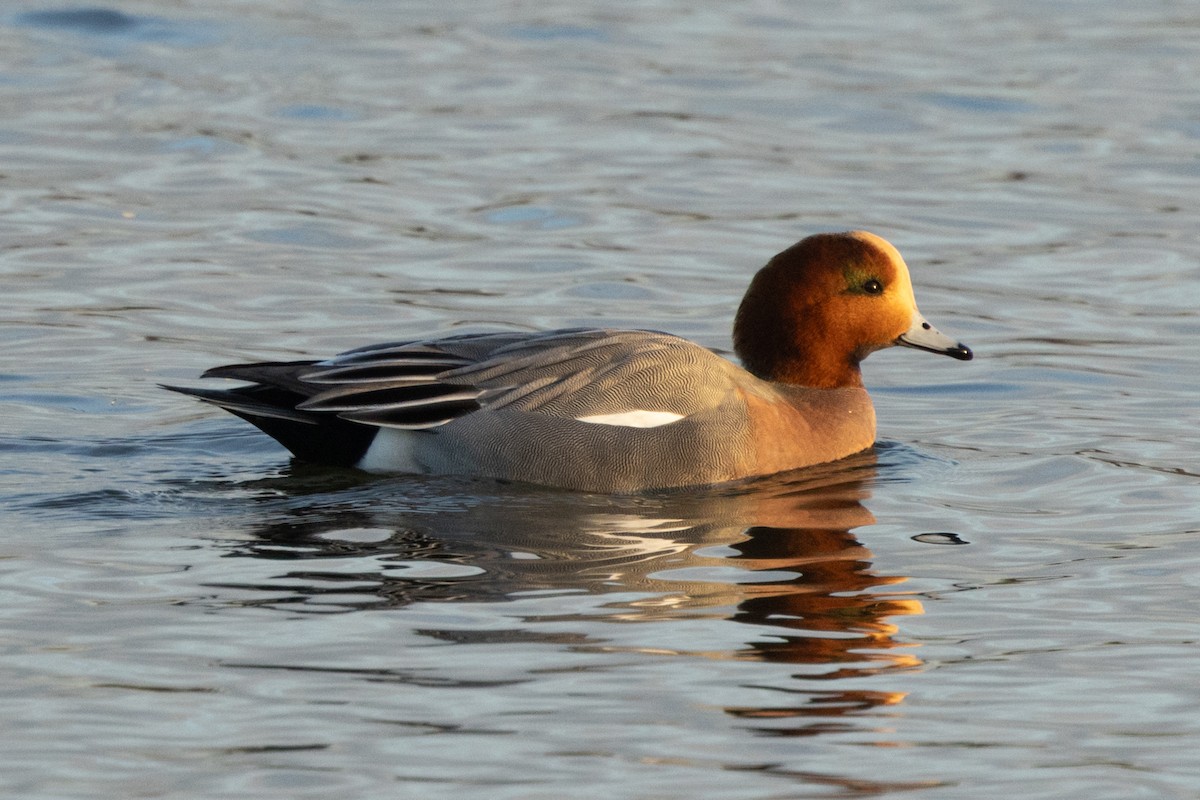 Eurasian Wigeon - ML646511531