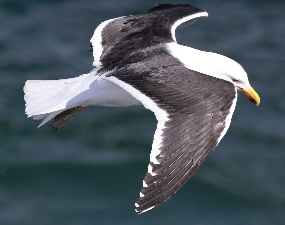 Kelp Gull - ML646511544