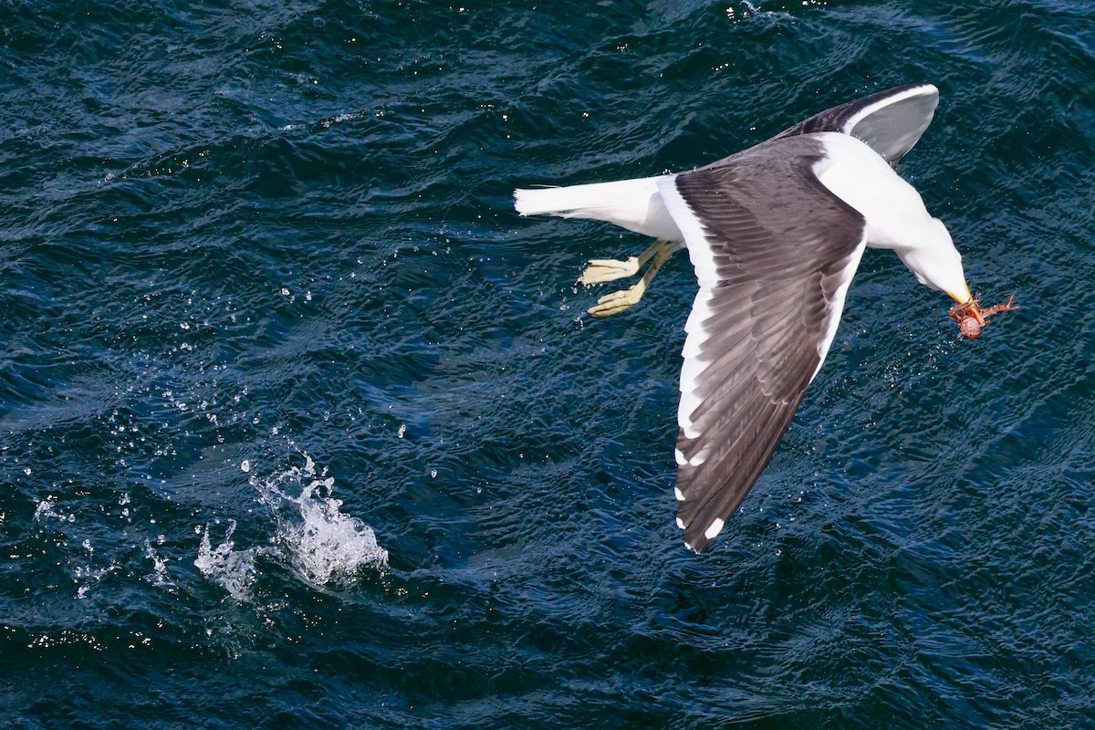 Kaio domingotarra - ML646511545