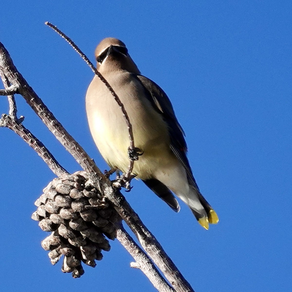 brkoslav americký - ML646511546