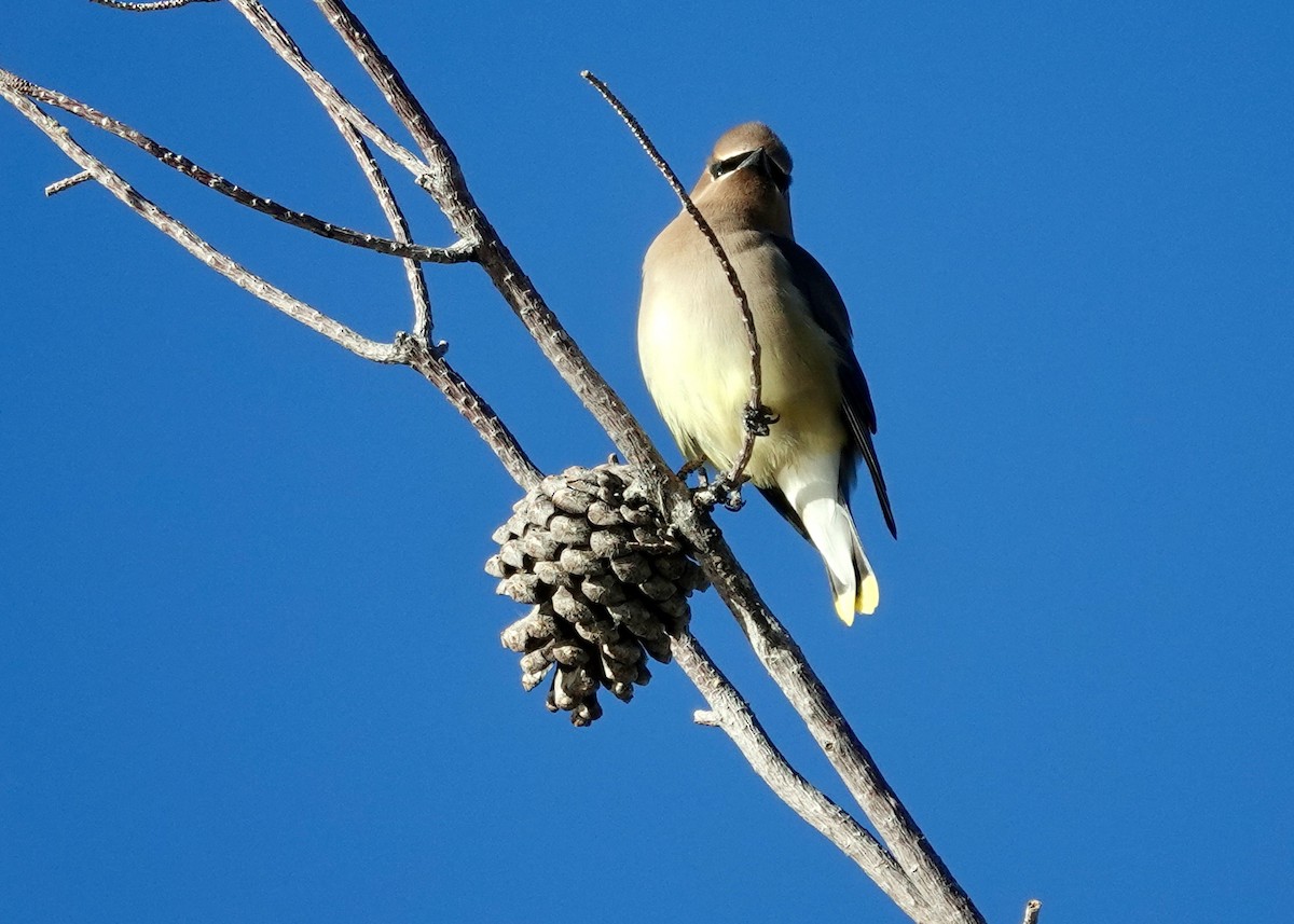 brkoslav americký - ML646511547