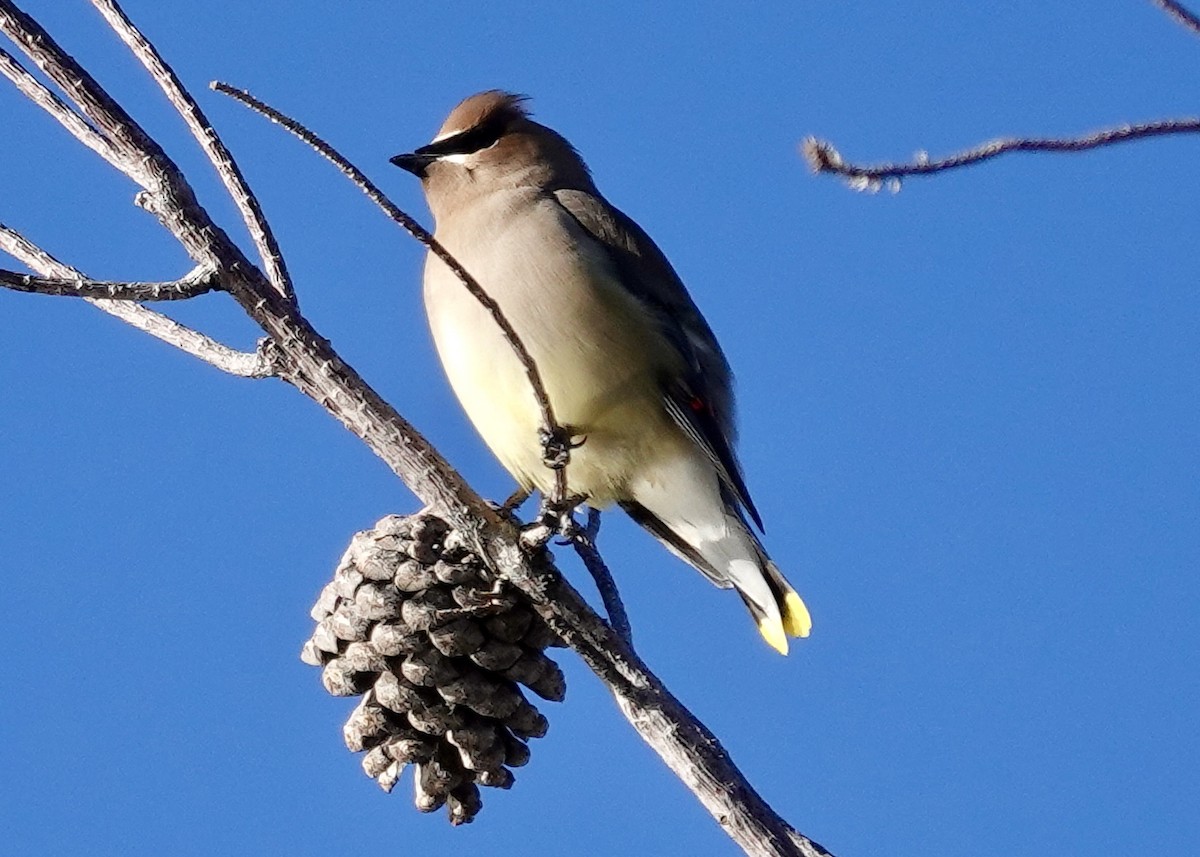 brkoslav americký - ML646511548